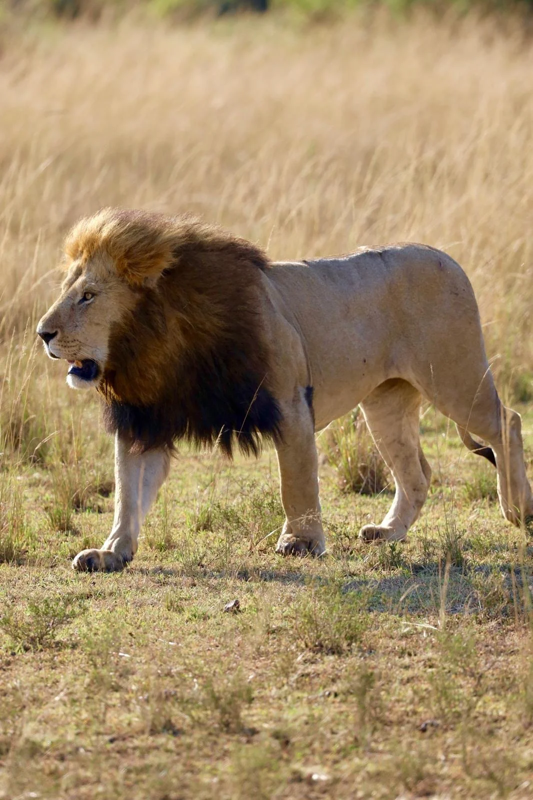 Kenya Safari THREE PAY: July 26-August 3, 2026