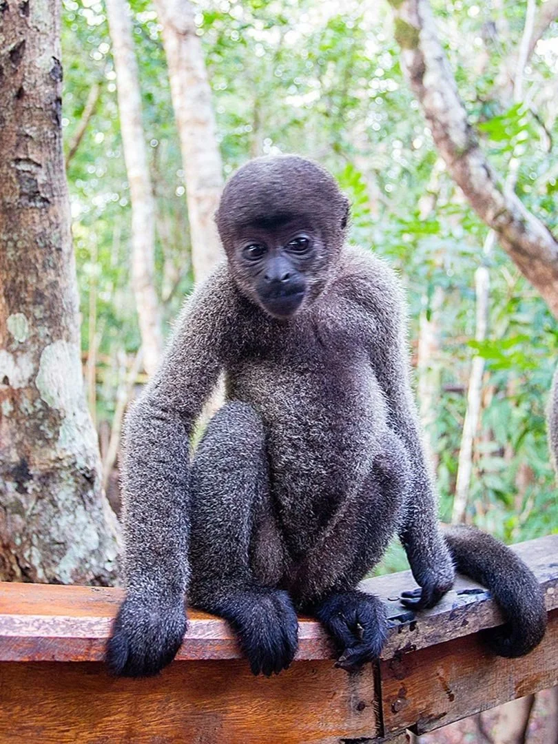 3a-Macacos-Barrigudos.jpg