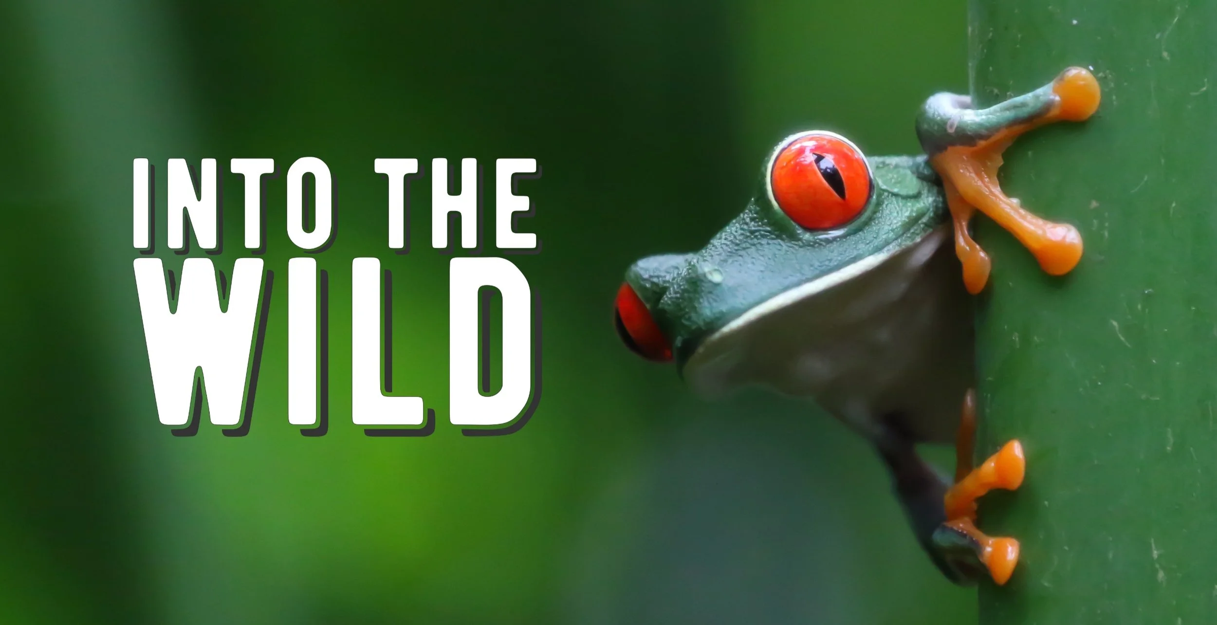 Costa Rica WOMEN January 2531 2024 — Into the Wild Women's Retreats