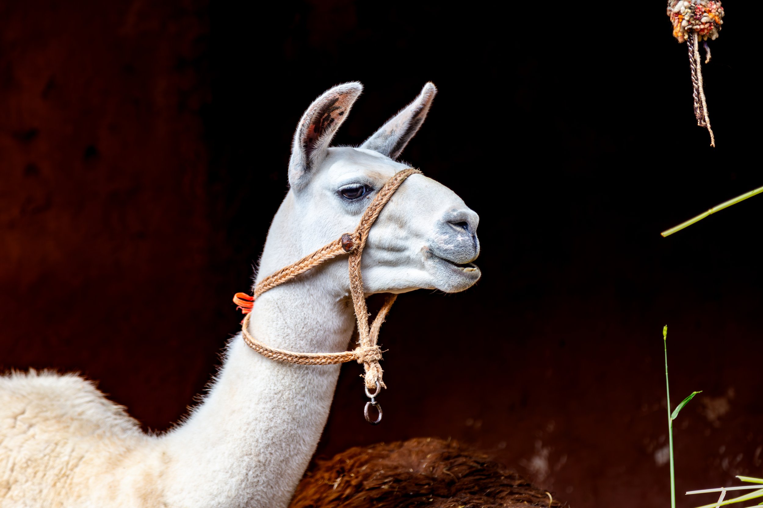 Couples Peru Trek HALF PAY: May 17-25, 2026