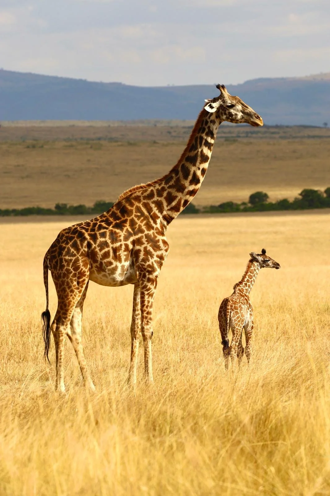 Kenya Safari HALF PAY: July 26-August 3, 2026