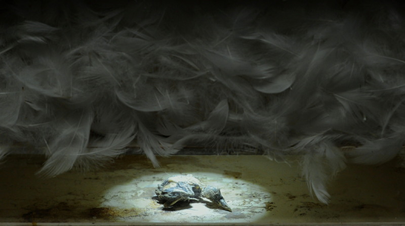 Stipped Bare and Naked - Sterilization box, led light, duck feathers, preserved hatchling, dimensions 46cm x 30cm, 2012 Image-Nu Image.jpg