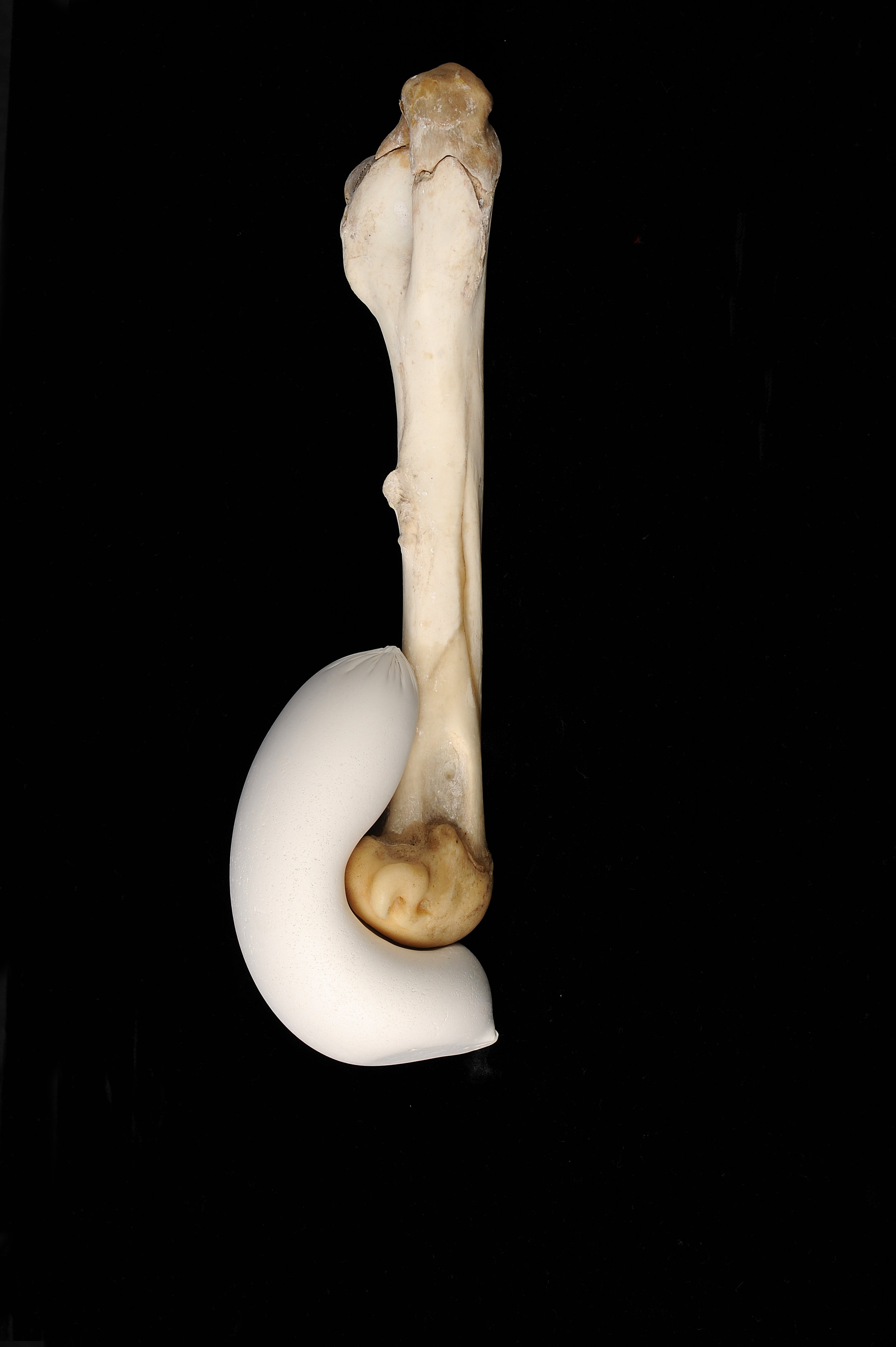 Uncomfortable Embrace - Kangaroo thigh bone, plaster, latex, dimensions 57 cm x 15cm Image-Nu Image.jpg