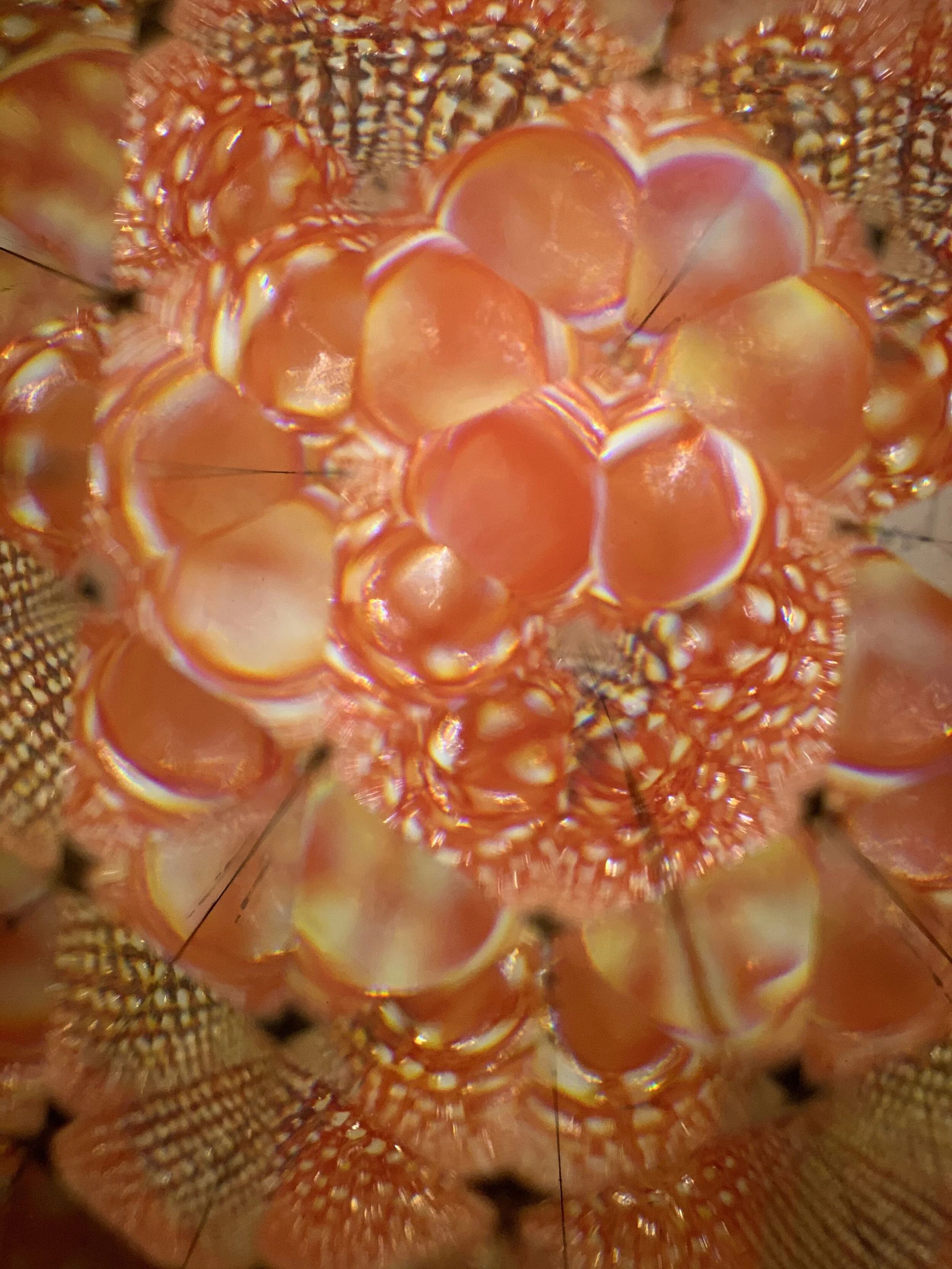 Art Cells: Self-Compassion