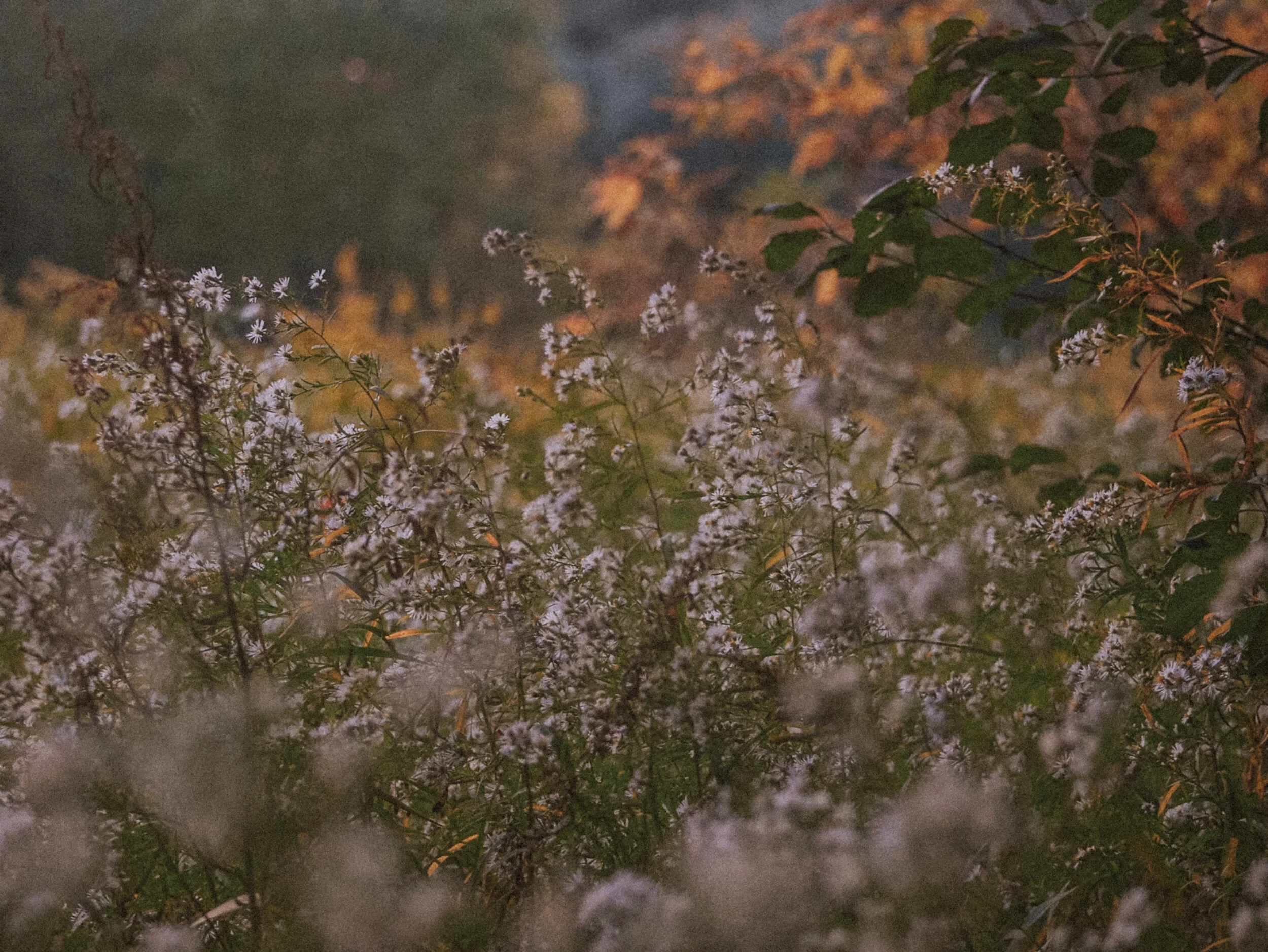 DSC_0224.JPG