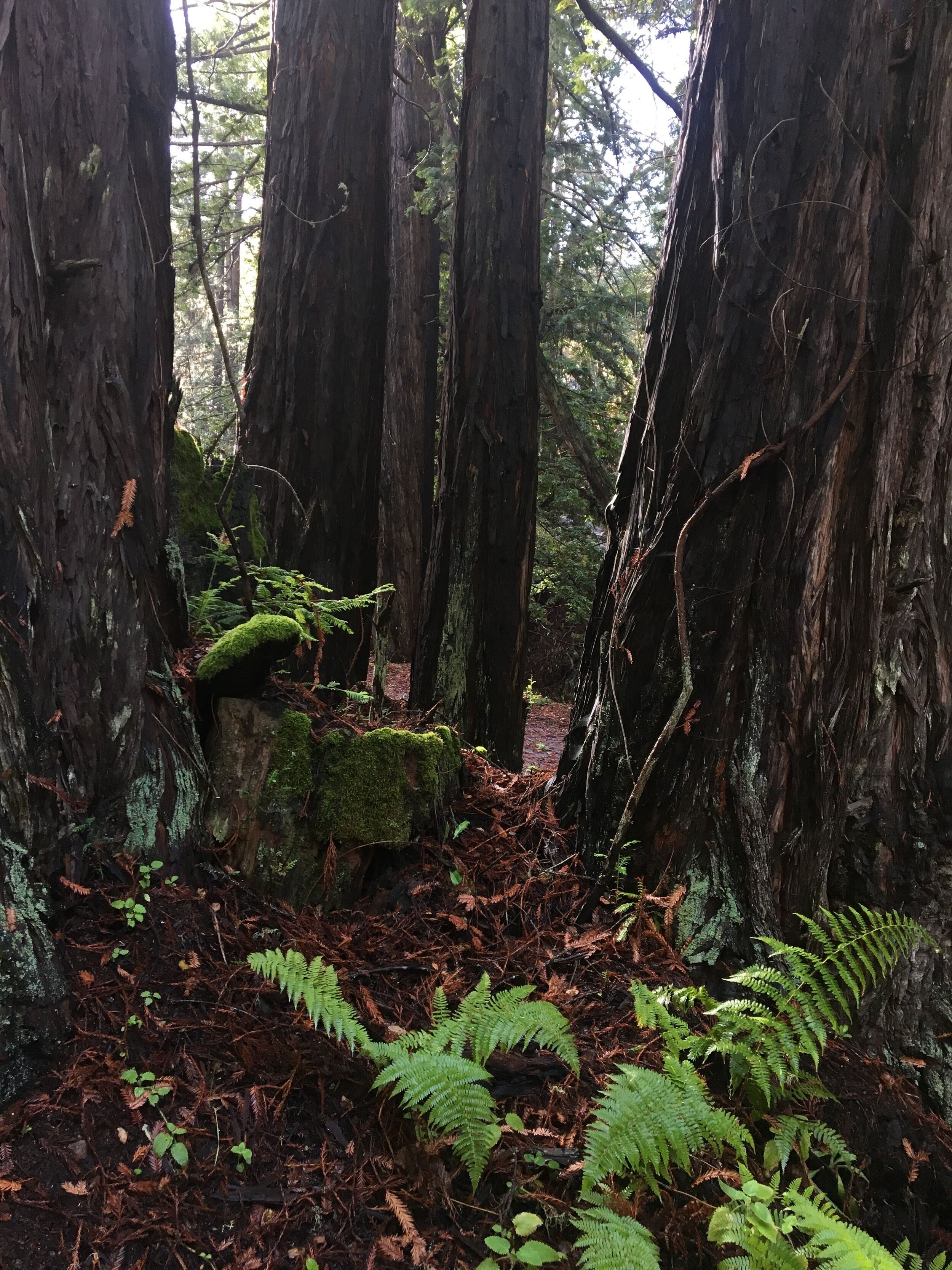"Bold and Beauty" - Carmel, CA