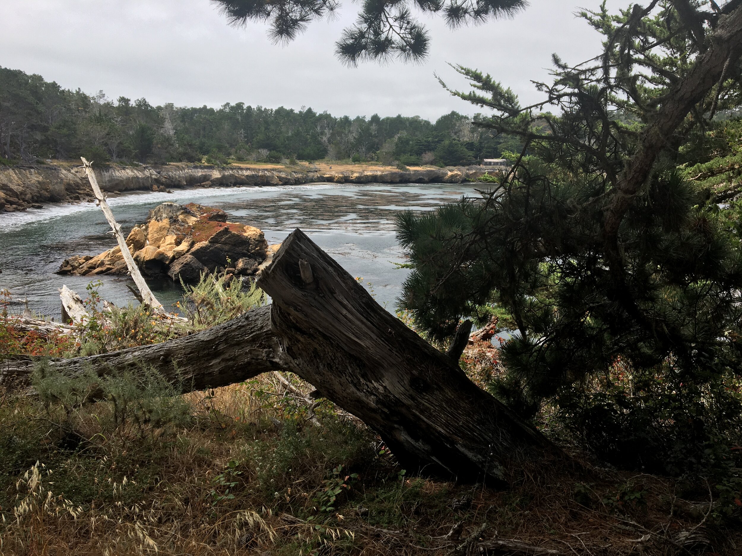 A Gentle Intrusion – Point Lobos, CA