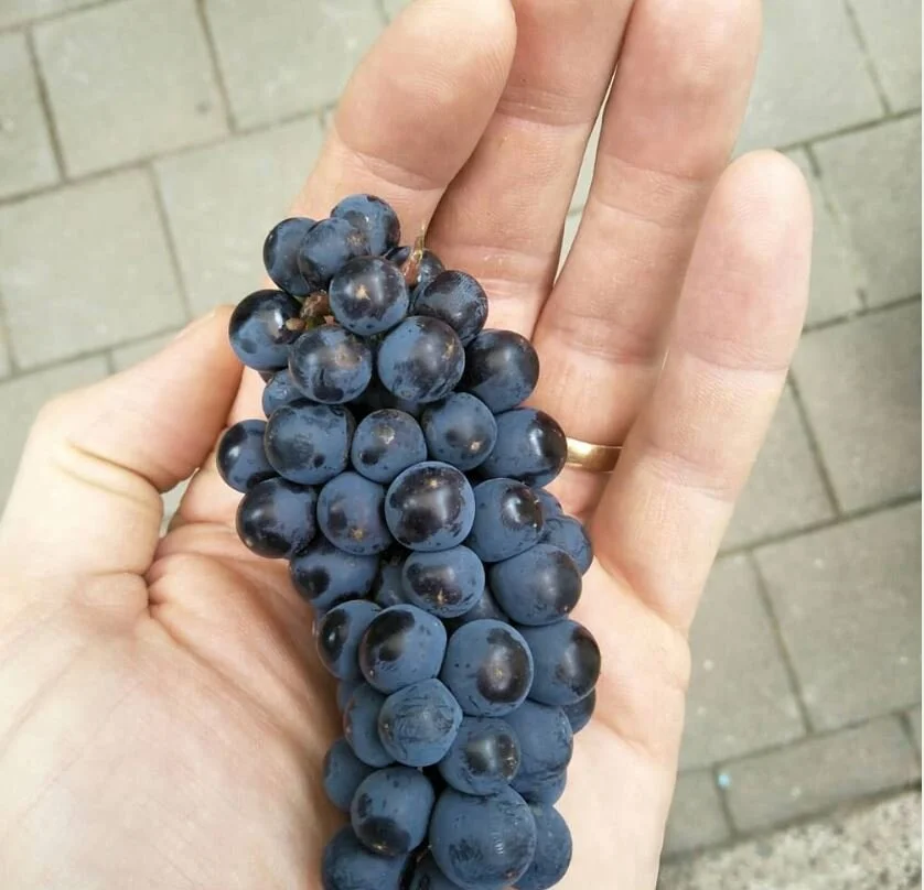 What is Caz drinking? Jean-Paul Heathcote Grenache