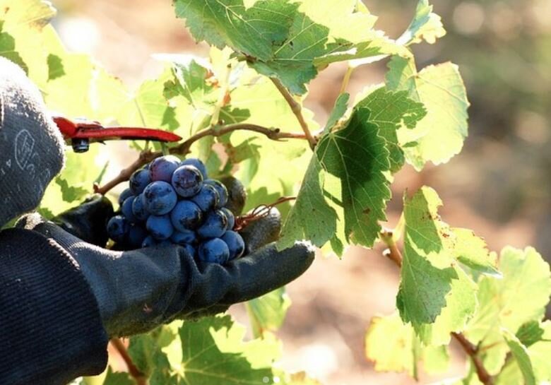 What is Caz drinking? Southern France Deux