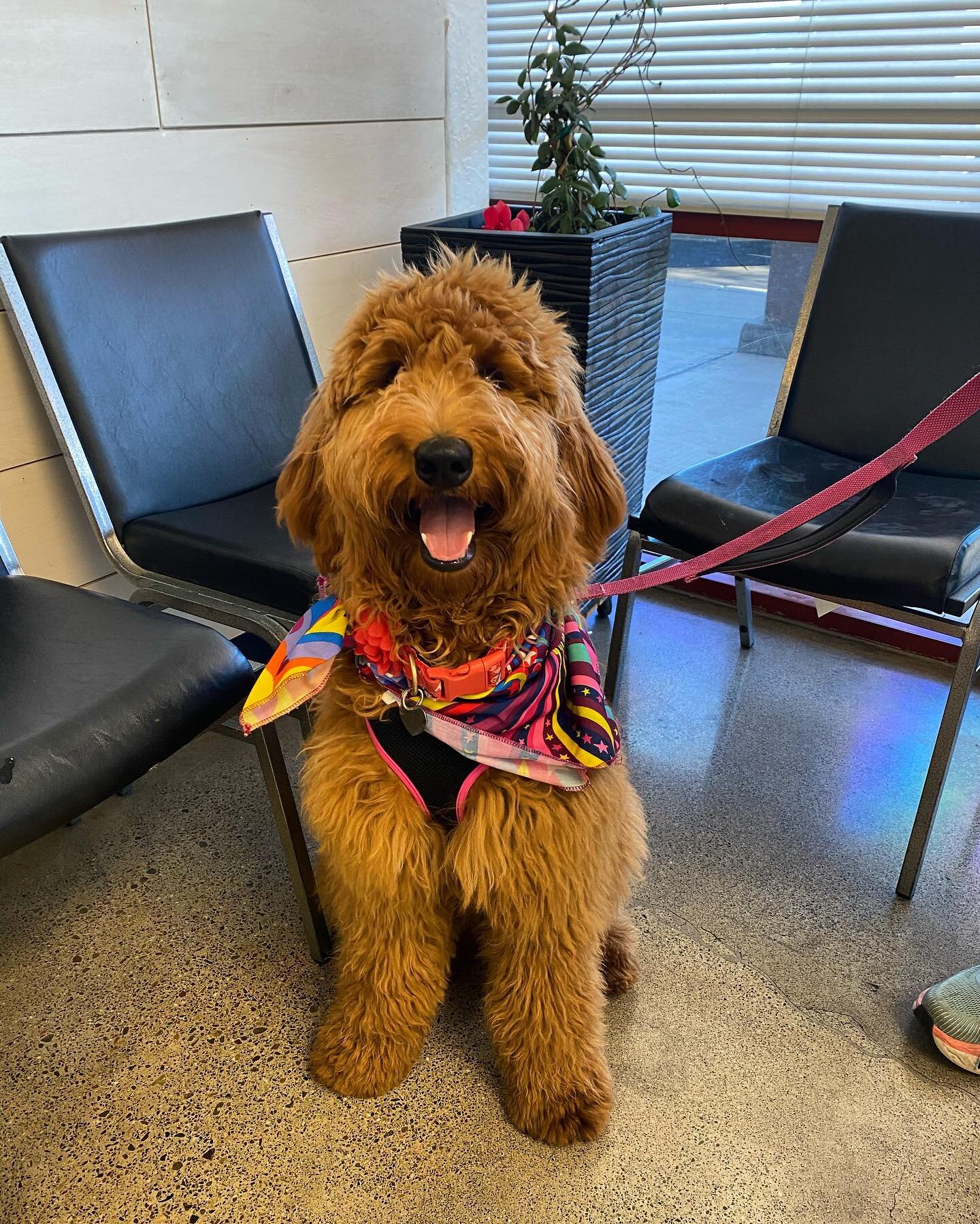 Mr. Hershey here is as sweet as they come! He had a good visit getting microchipped today!🐾🐶 @hersheydoodlebear 
.
.

The Pet Advocate is a low cost spay neuter, dental and wellness center. Book your pet&rsquo;s Spay/Neuter appointment today by pho