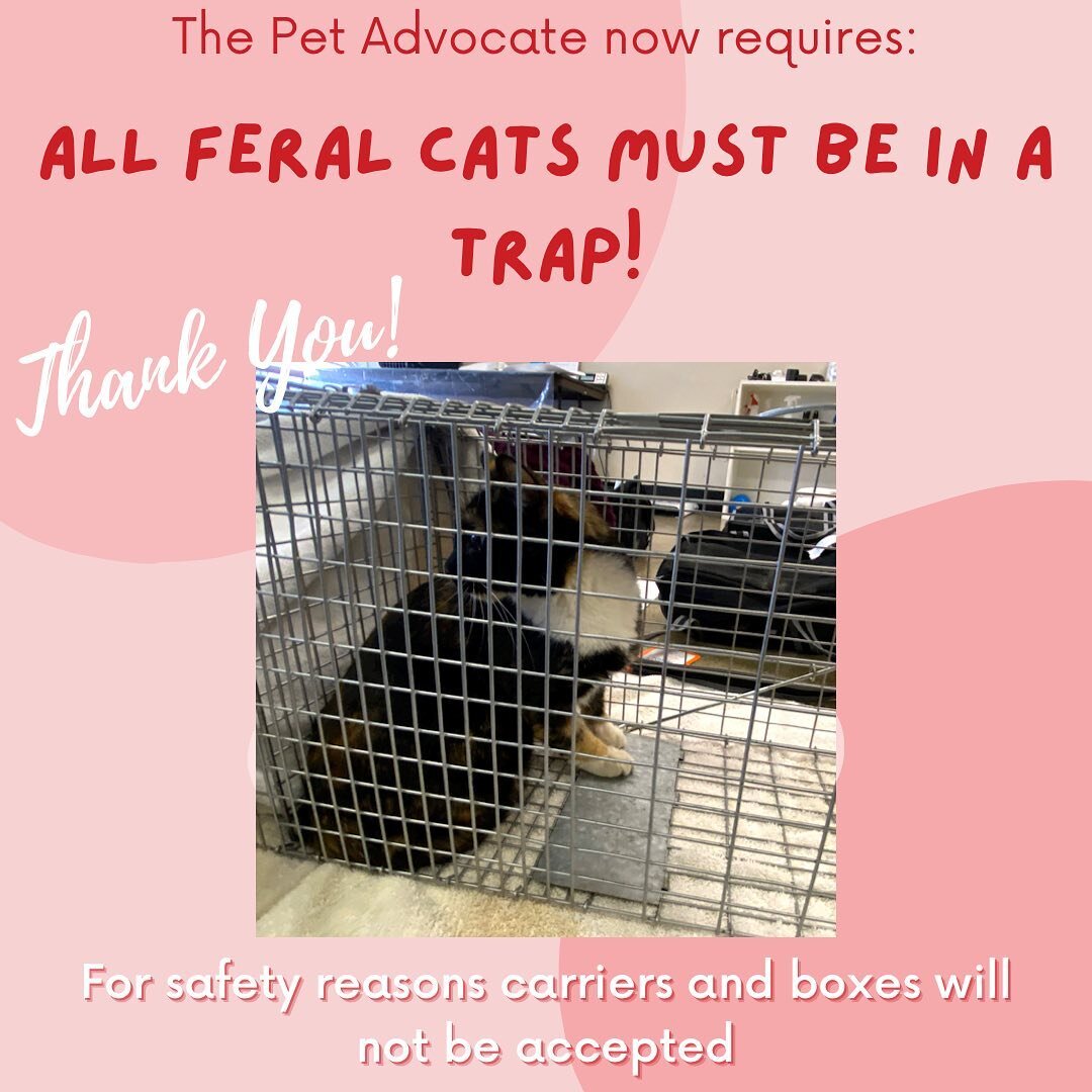 For the safety of our clients and employees, the Pet Advocate will now require feral cats to arrive in a trap. Feral cats in a carrier or a box will not be accepted. 

Thank you for understanding!
 
.
.

The Pet Advocate is a low cost spay neuter, de
