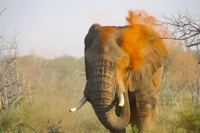 Madikwe River Lodge - Zuid-Afrika