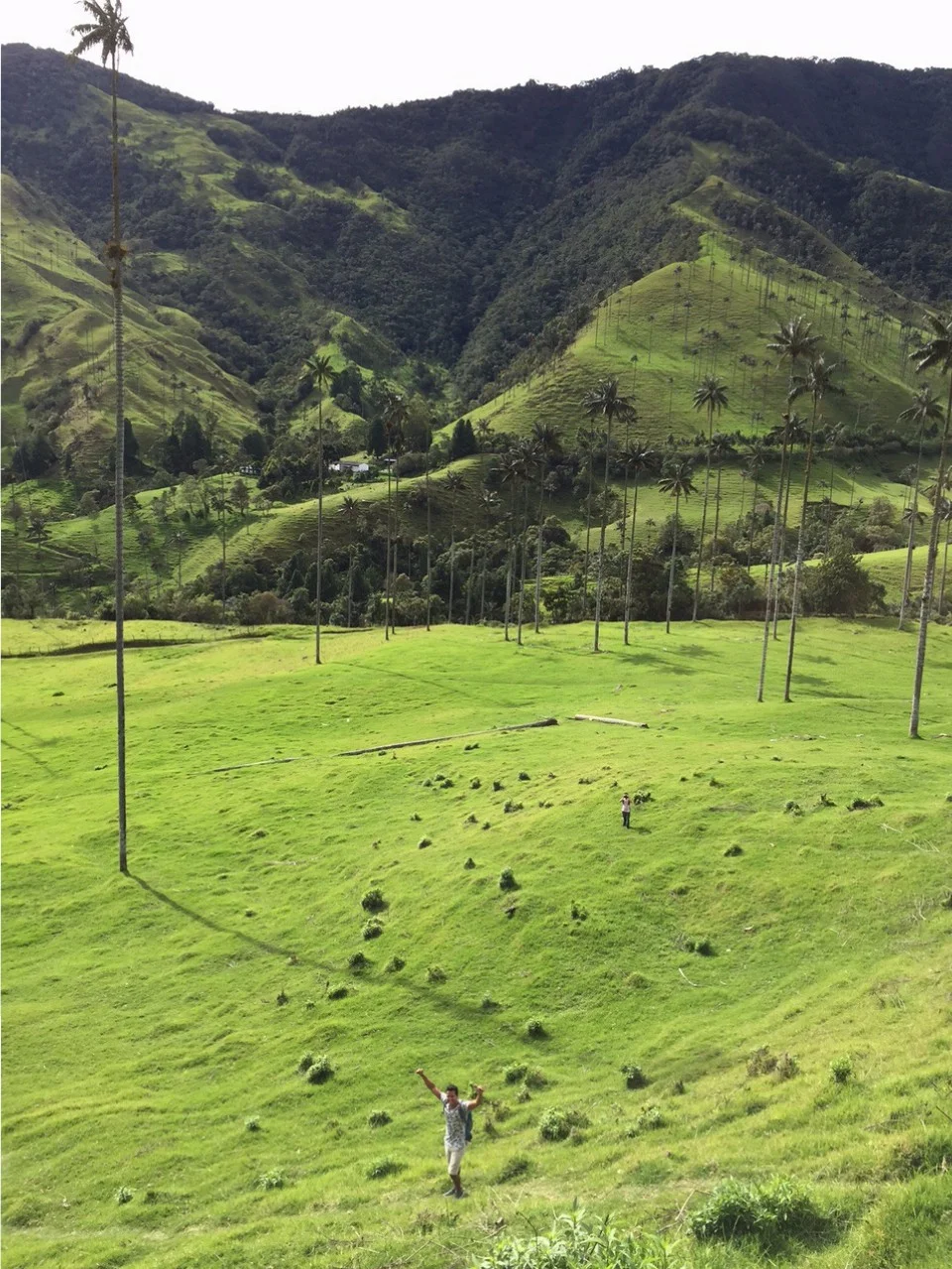 Cocora Valley