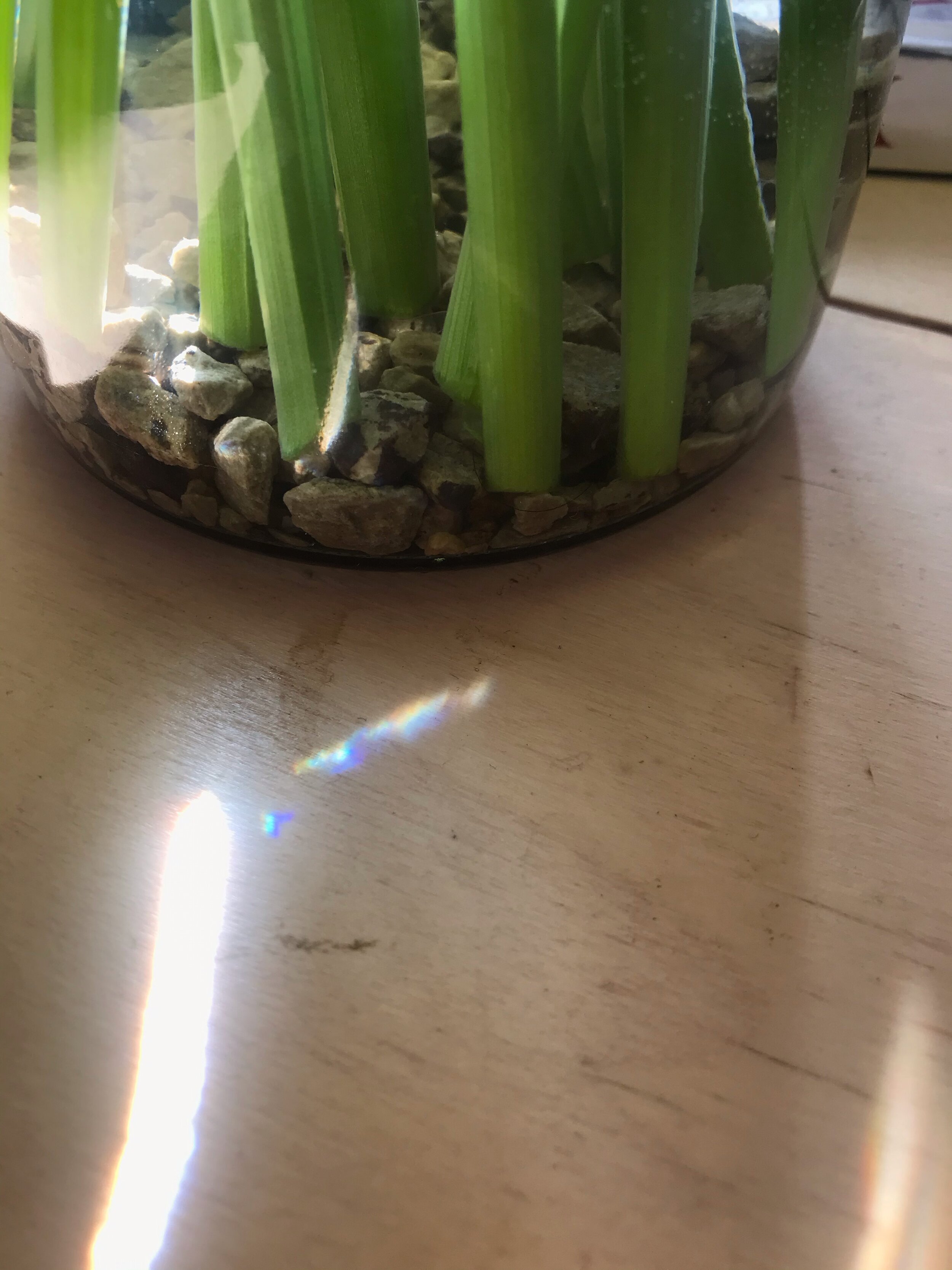IMG_1546.jpeg
