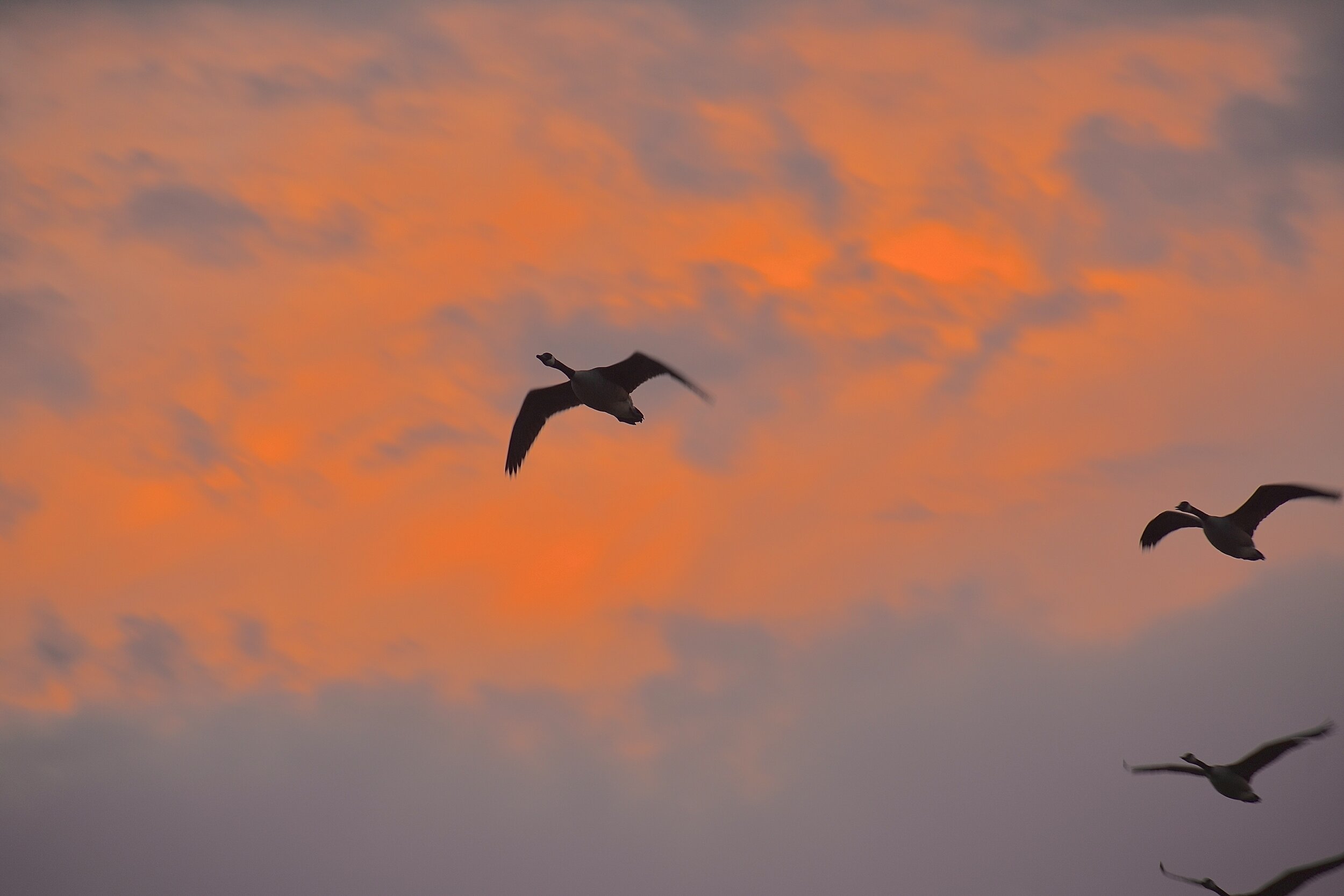 1FD659EC-1D3B-412B-9252-C5702261BC83.jpeg