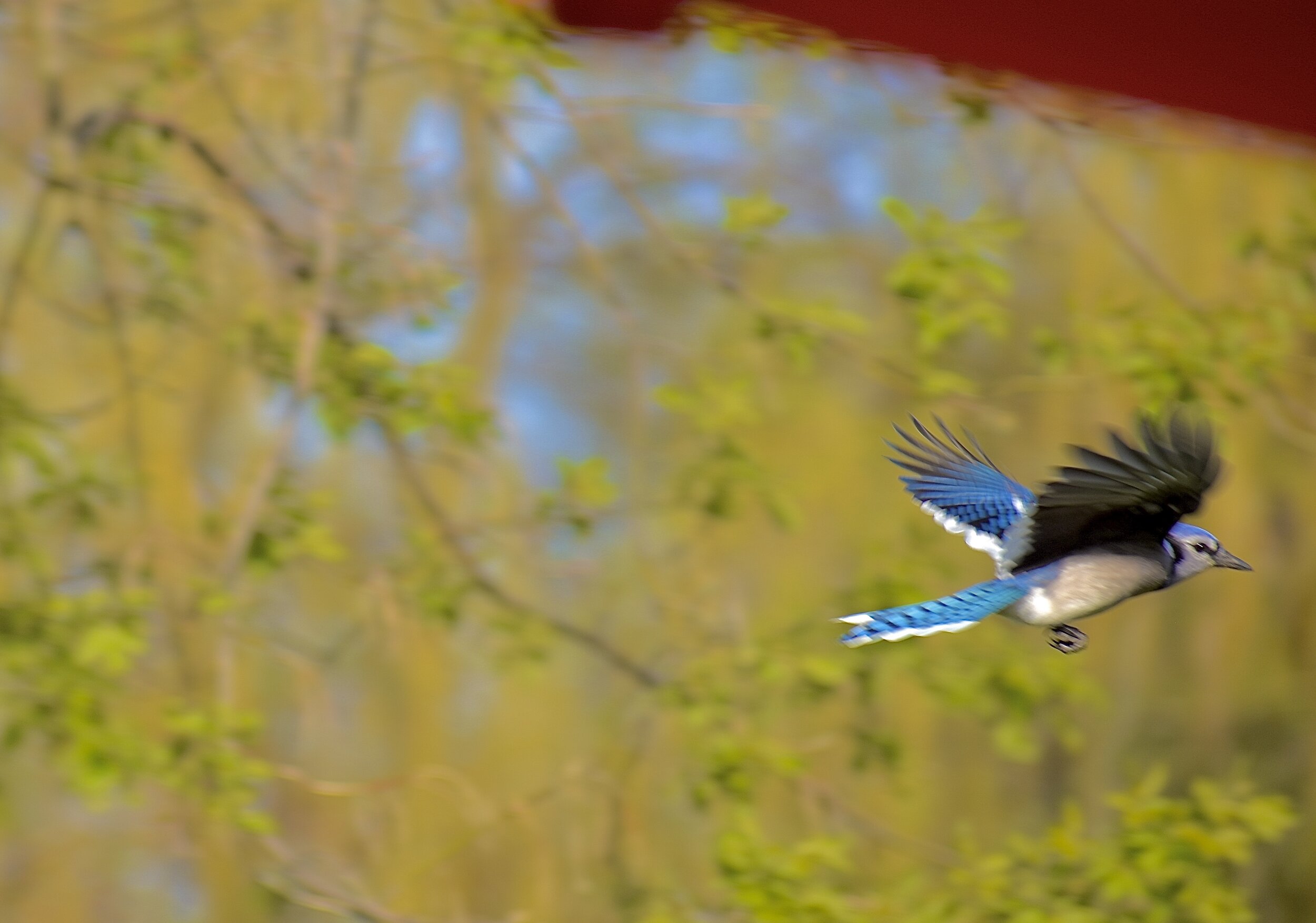 13836E65-43C4-4DCE-8069-9567F5E7EC6D.jpeg