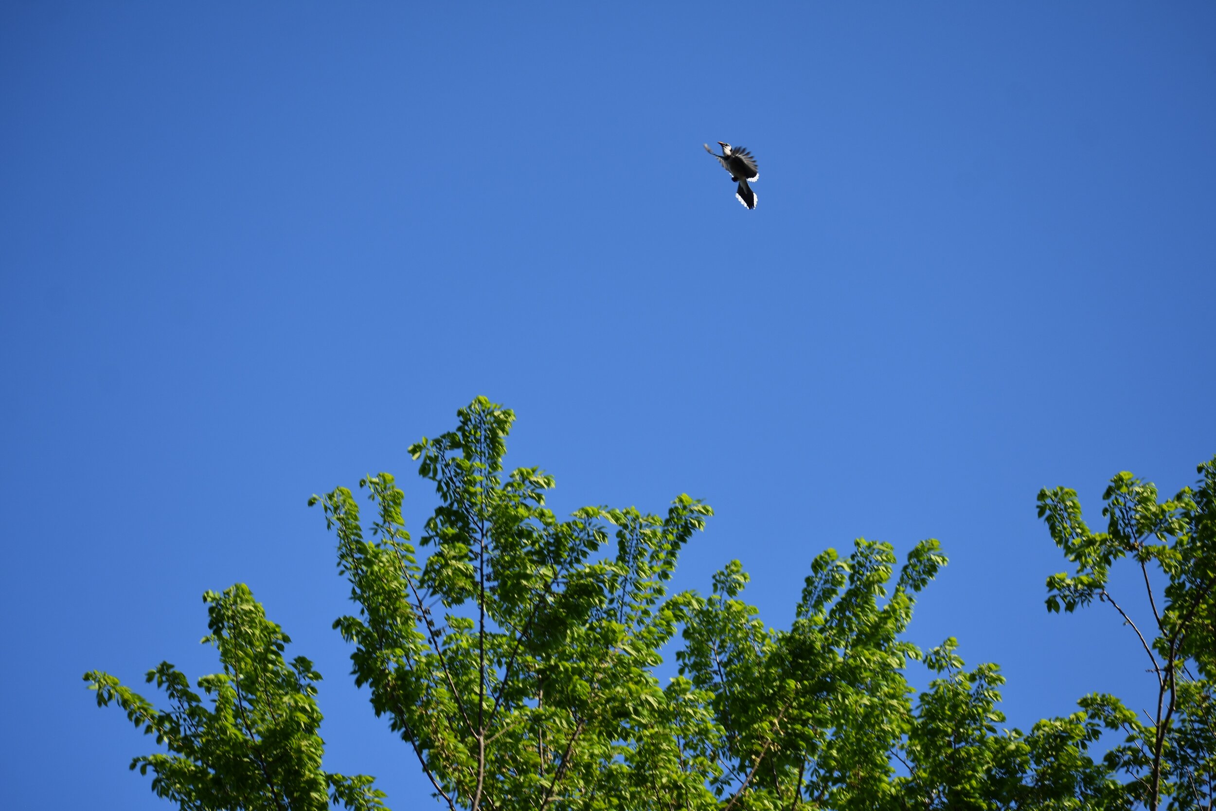 567D4F14-7696-4CF8-8AA4-28535538EFCF.jpeg