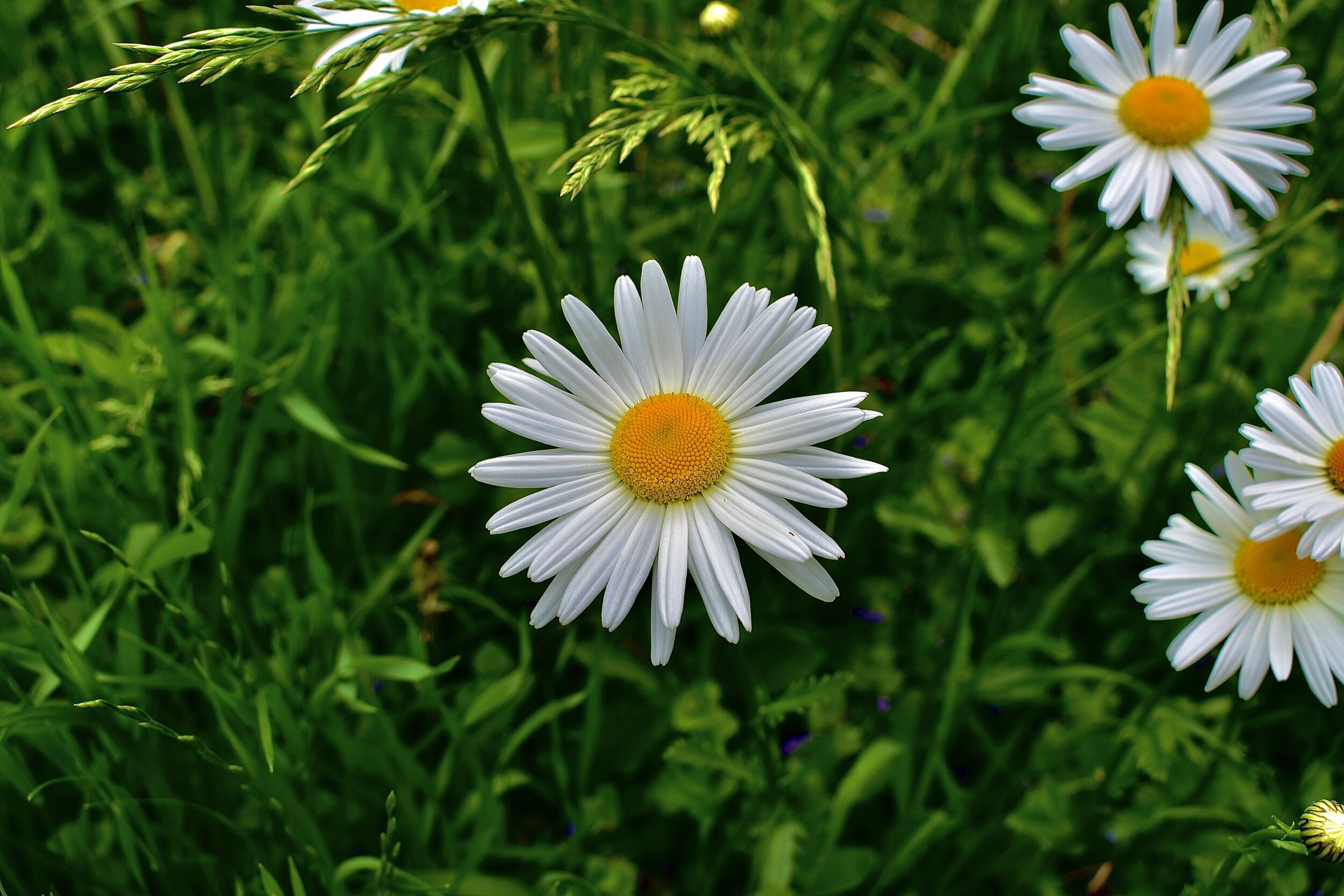 E2A6D24C-F1E6-4857-8554-FAE79667FF57.jpeg