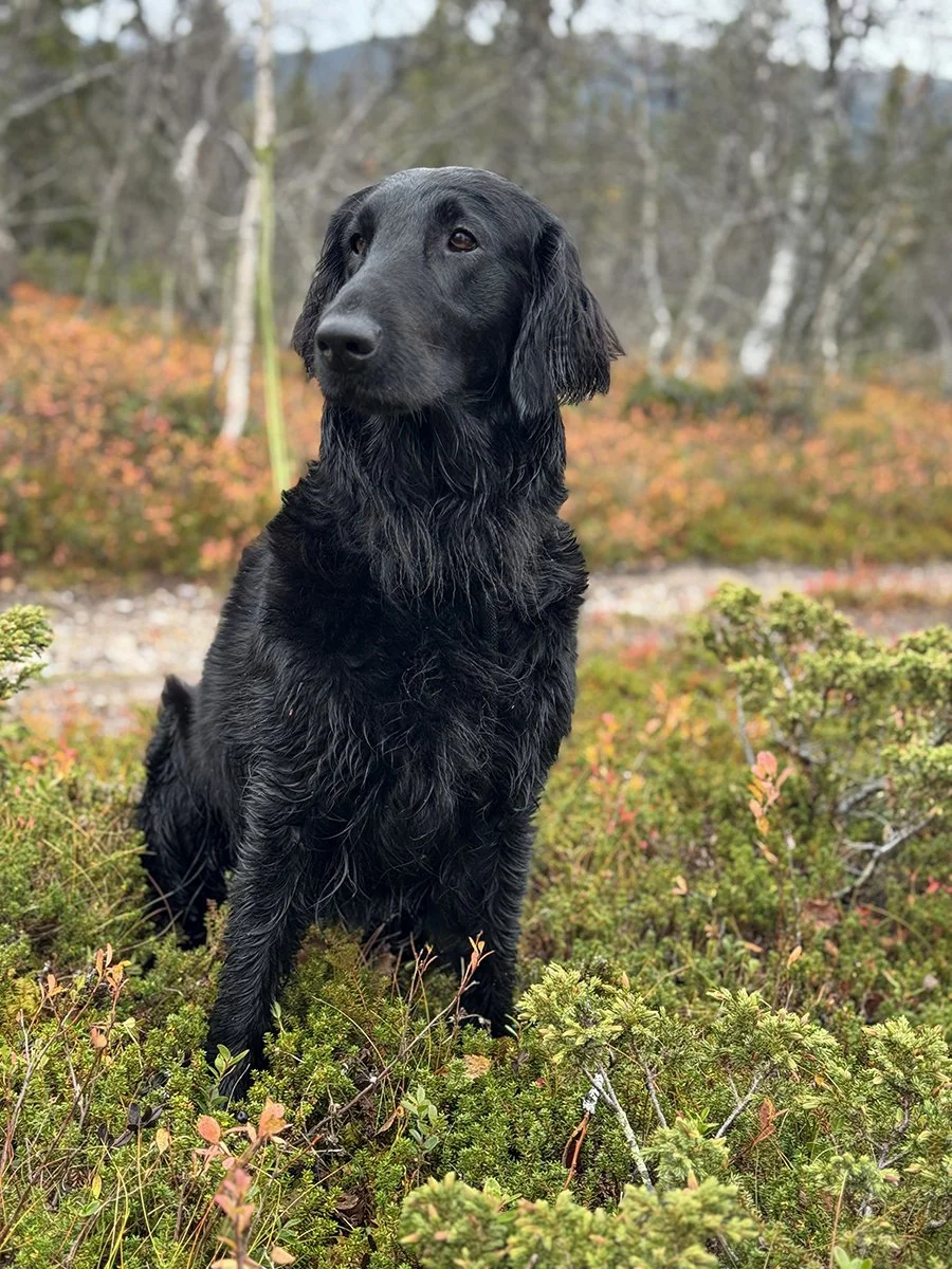 Hund på fjället