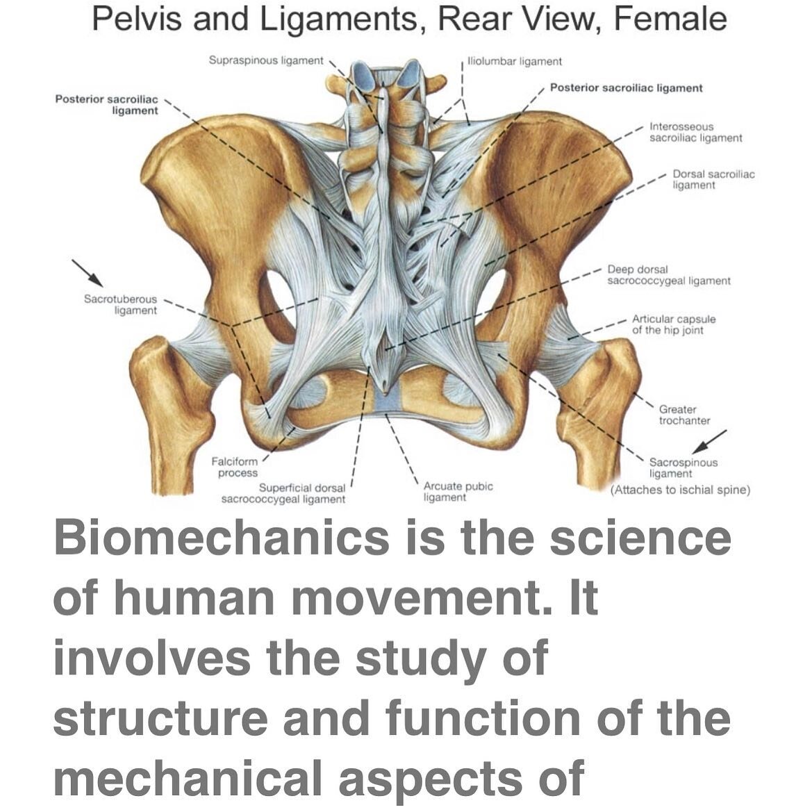 This is such an amazing course on the biomechanics of childbirth. https://www.optimalbirth.co.uk/index.php/blogs/biomechanics-for-birth-a-labour-of-love