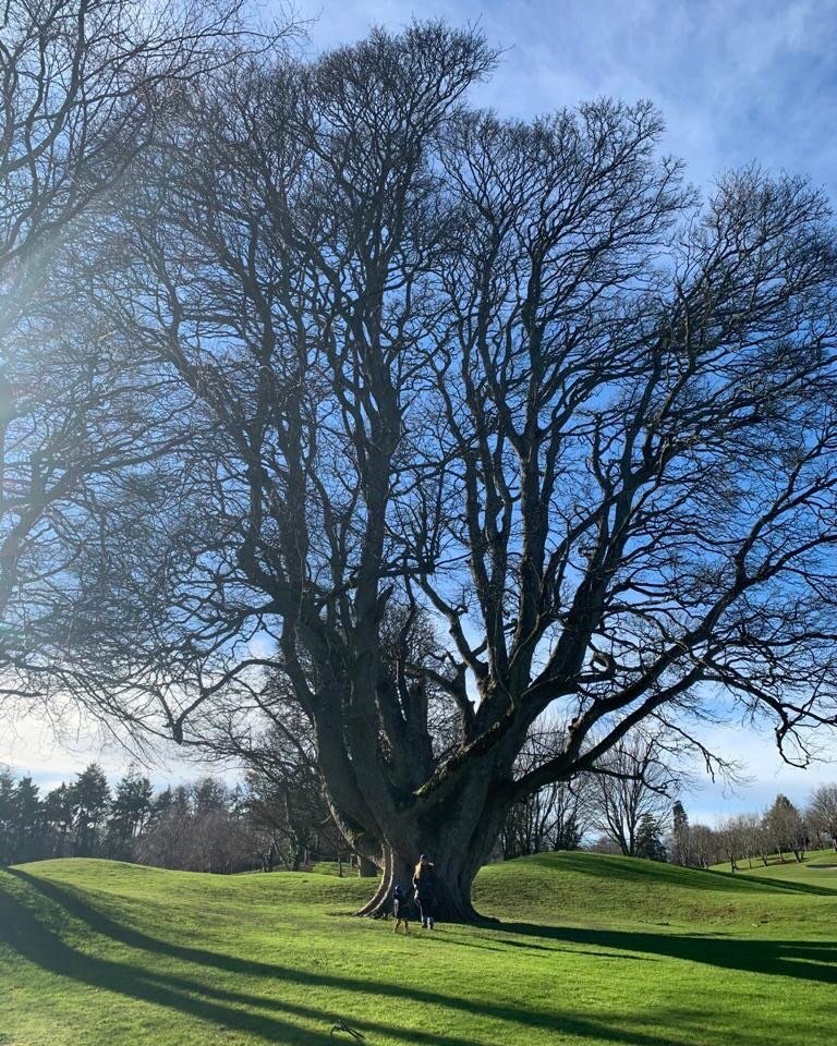 Lovely walks within 5km of my home. Spending some time with what I&rsquo;m told is the oldest sycamore trees in Ireland. On call for a mother close by.