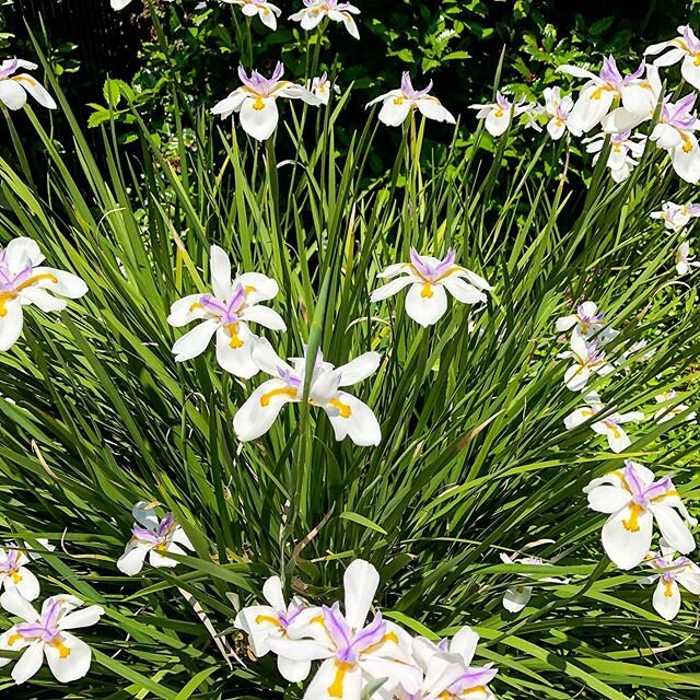 spending quite a bit of time in the garden these days, thinking of what&rsquo;s really important, family, friends and some flowers.