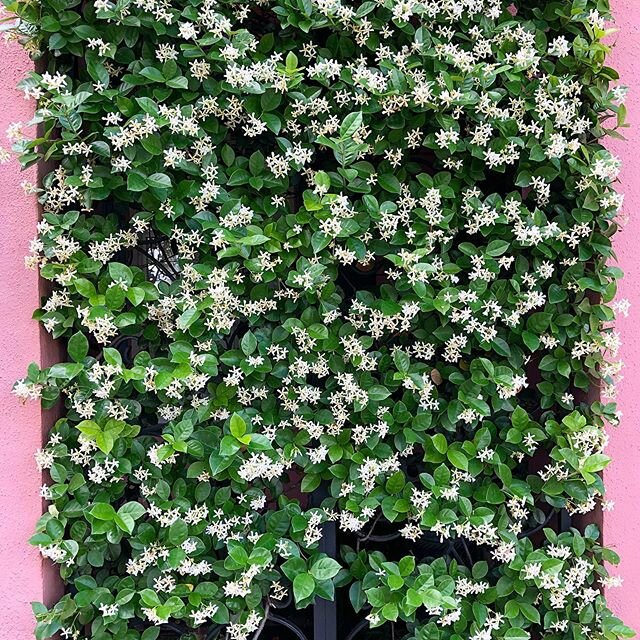 grow between the lines. #jasmine #flowers #floraldesign #interiordesign #charleston #spring