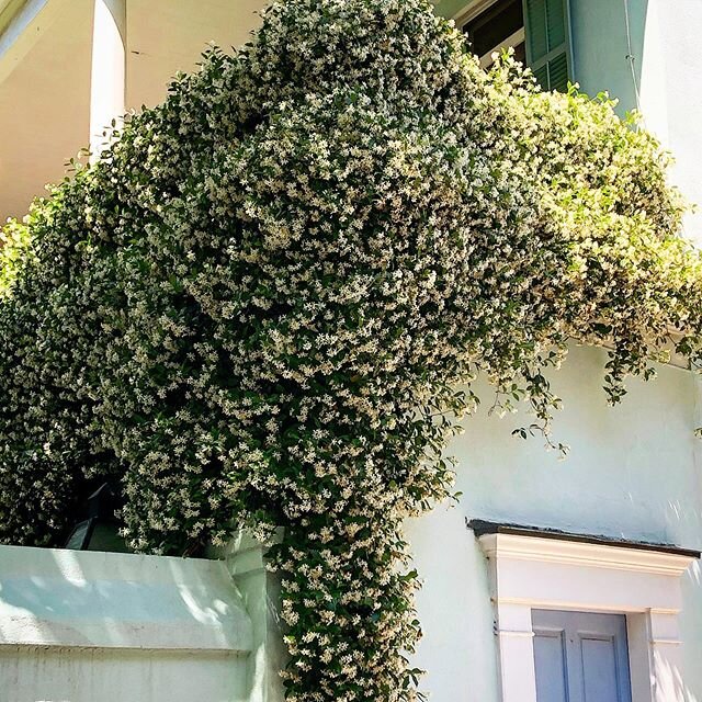 Flowers or View? Flowers won. #architecture #historicpreservation #interior design #spring #flowers #jasmine #color