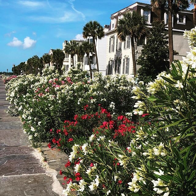 morning walks almost always begin here. #charleston #preservation #architecture #home #flowers #gardens