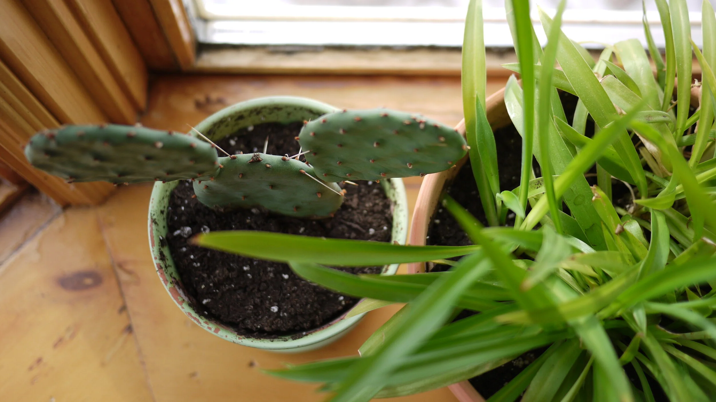 NASA Guide to a Fresher Year with Plant Buddies - A glimpse of Houseplants