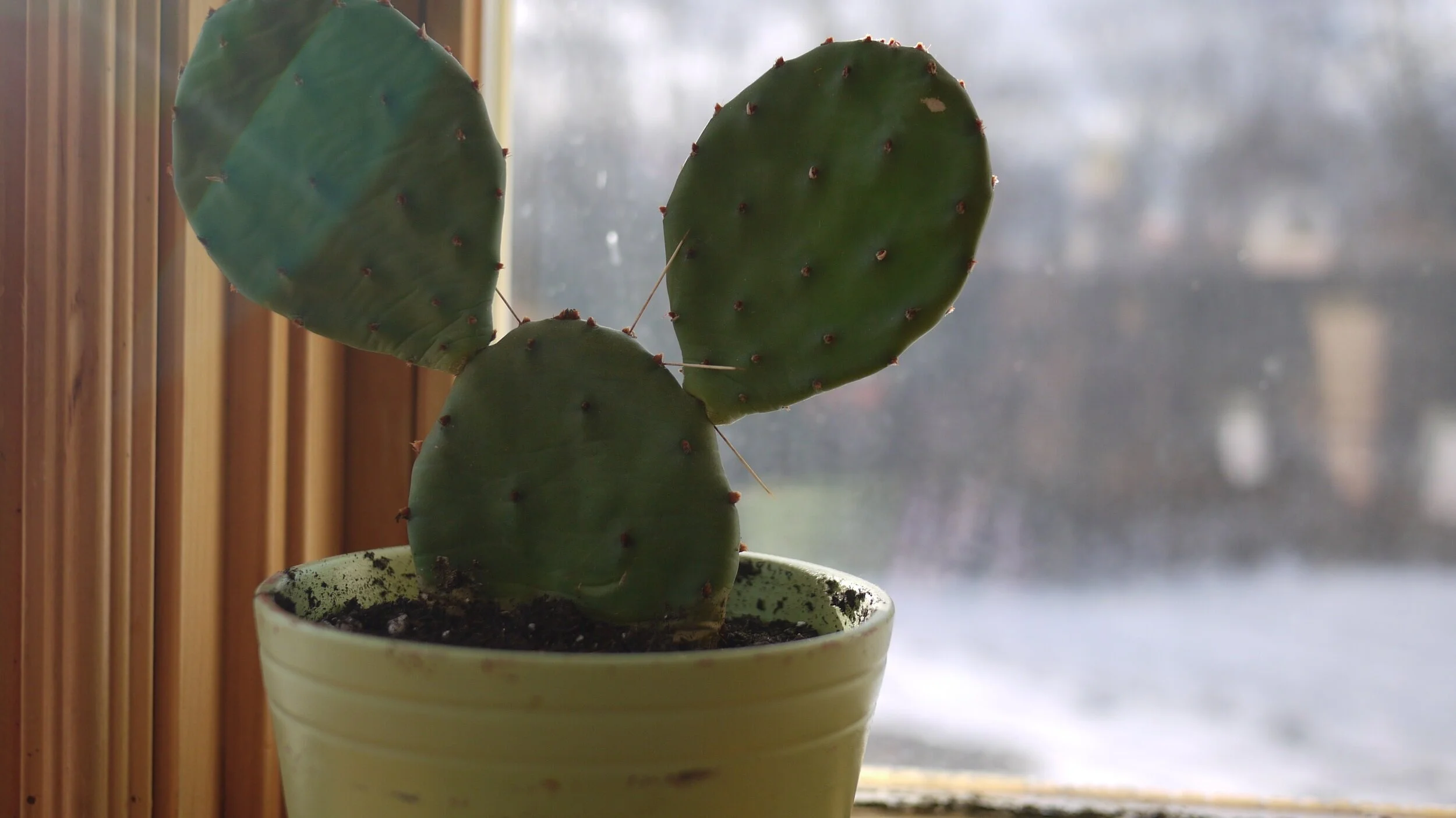%5BPlant%5D+pic+1.jpg