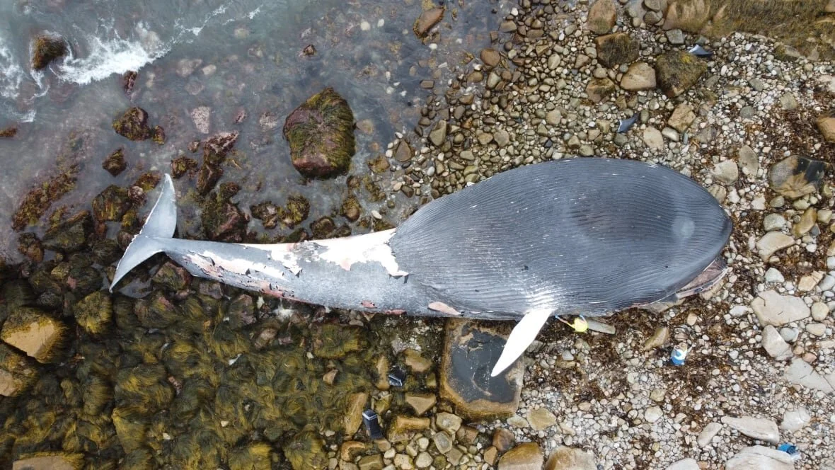 Fish are Friends, Not Food: What Do You Do With a 30-Metre Long Whale Carcass? 