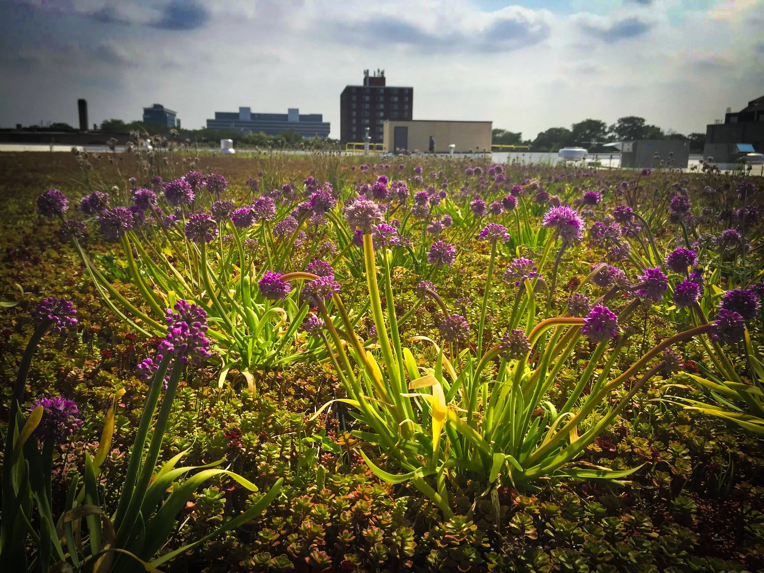  University of Chicago (Facilities Building) 