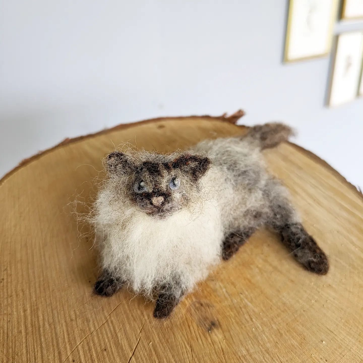 Fluffy 😺