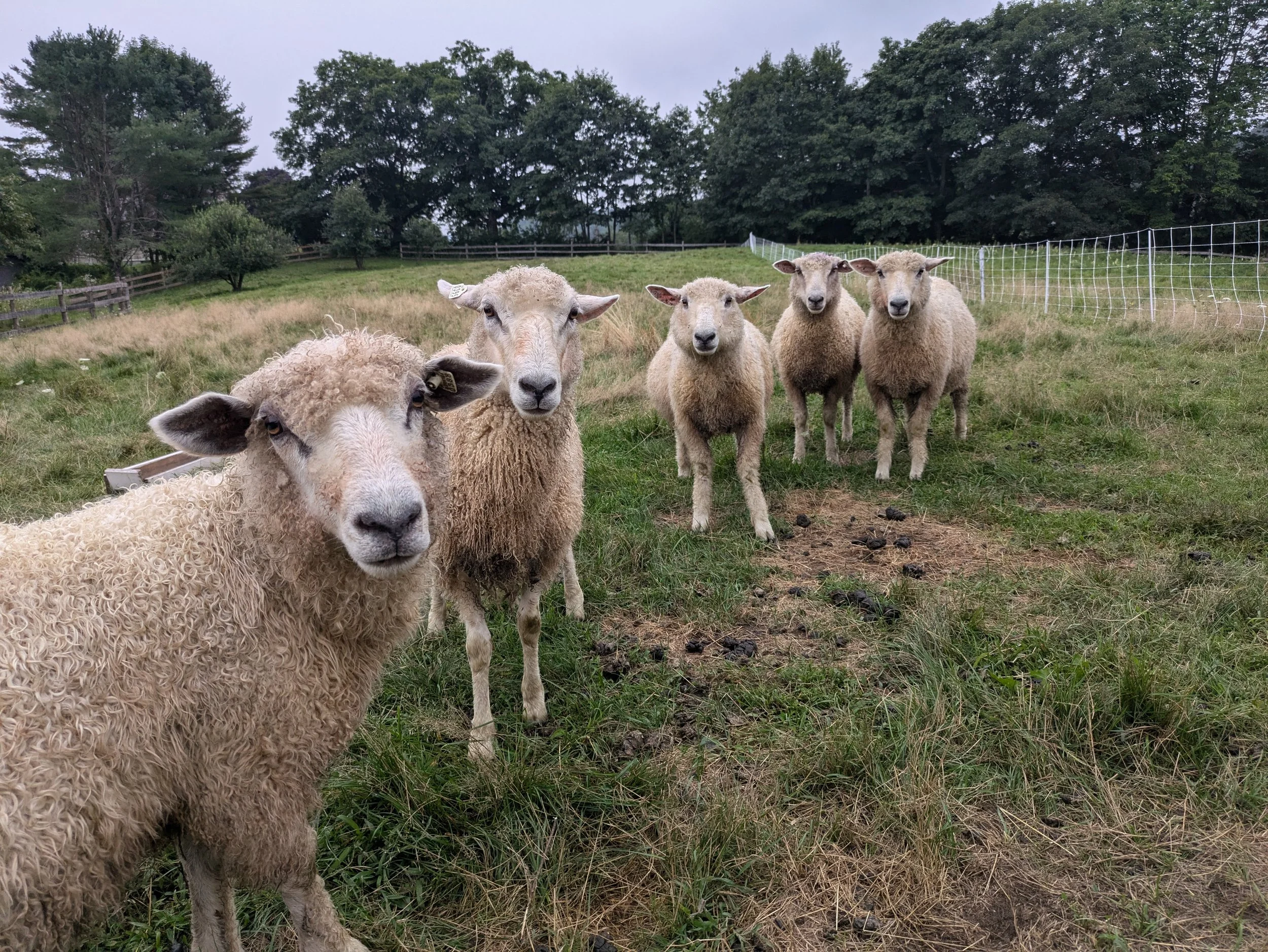 PXL_20240818_223124451 (1).jpg