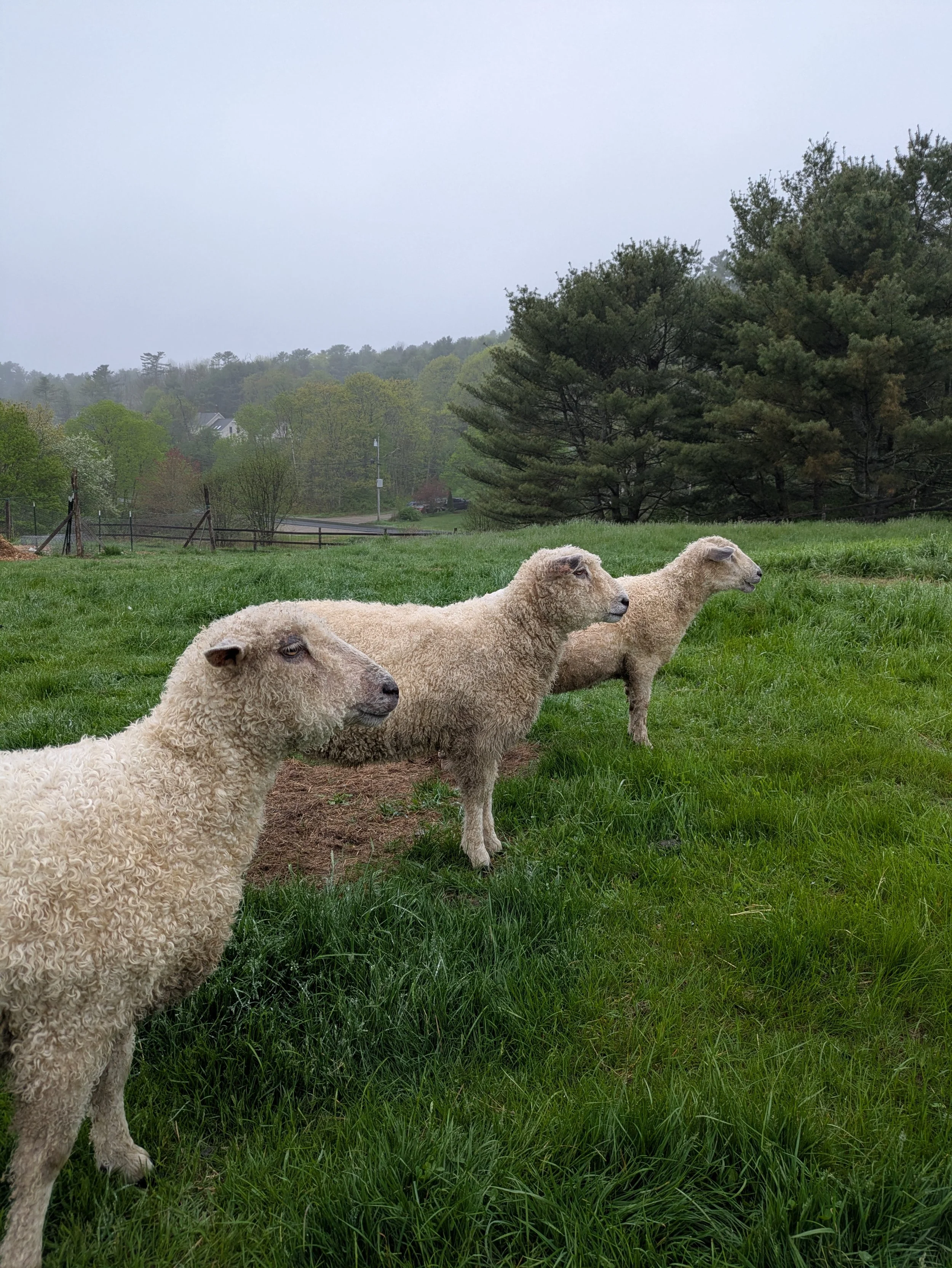 PXL_20250517_215800703 (1).jpg