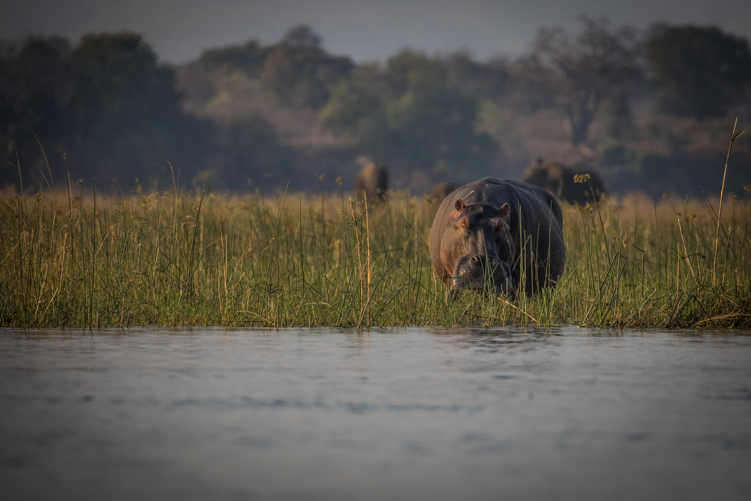 Flusspferd am Sambesi (Simbabwe)