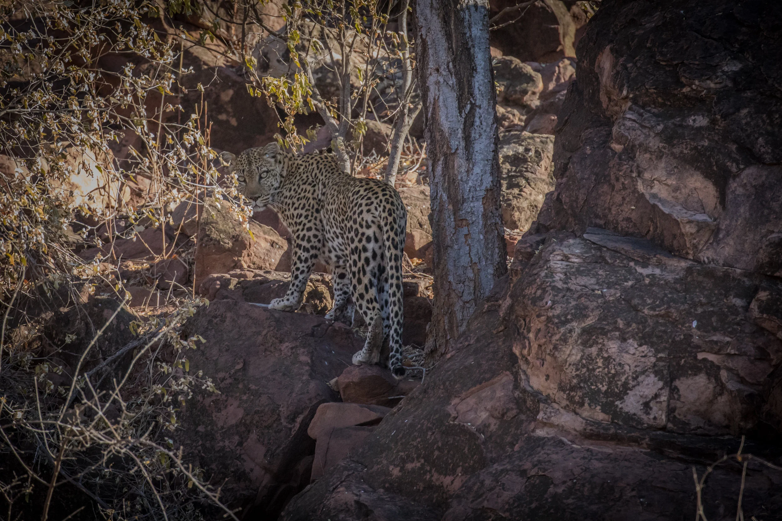 Leopard (Botswana)