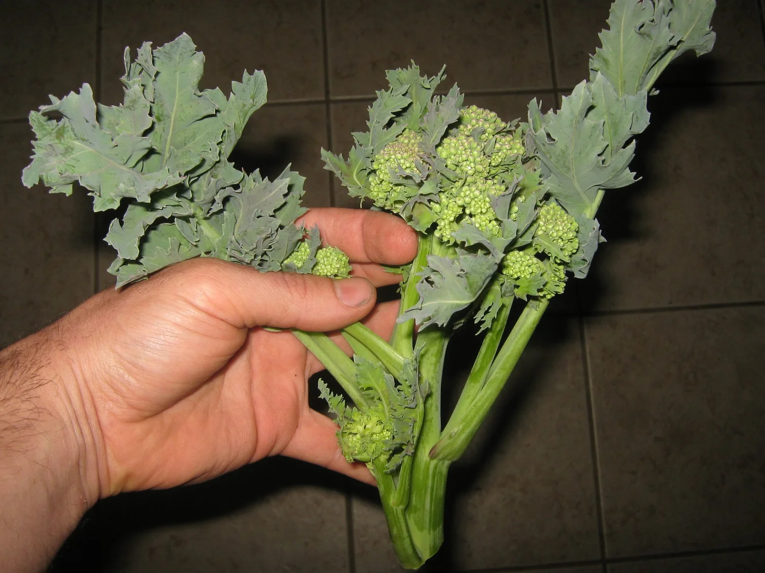 Sea Kale Crambe Maritima  Food Forest Farm