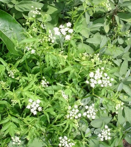 skirret flowers.jpg