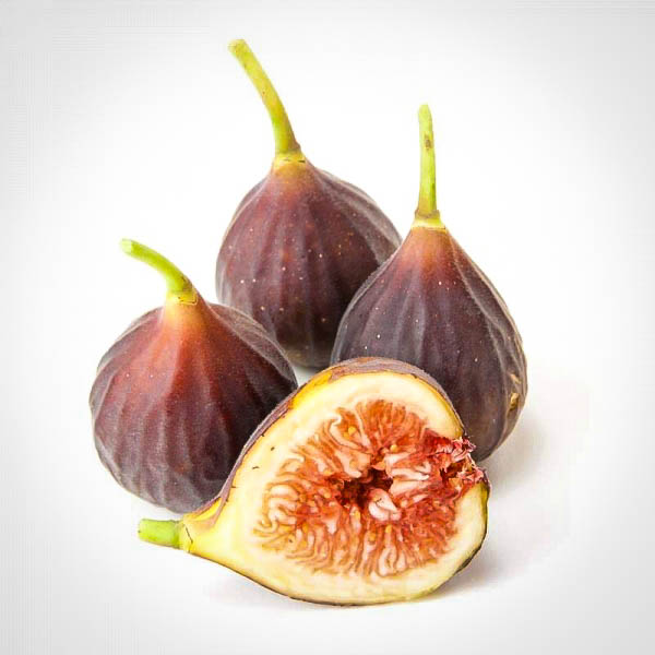 3x white Madeira fig tree cuttings ficus carica self fertile 3x white Madeira fig tree cuttings ficus carica self fertile