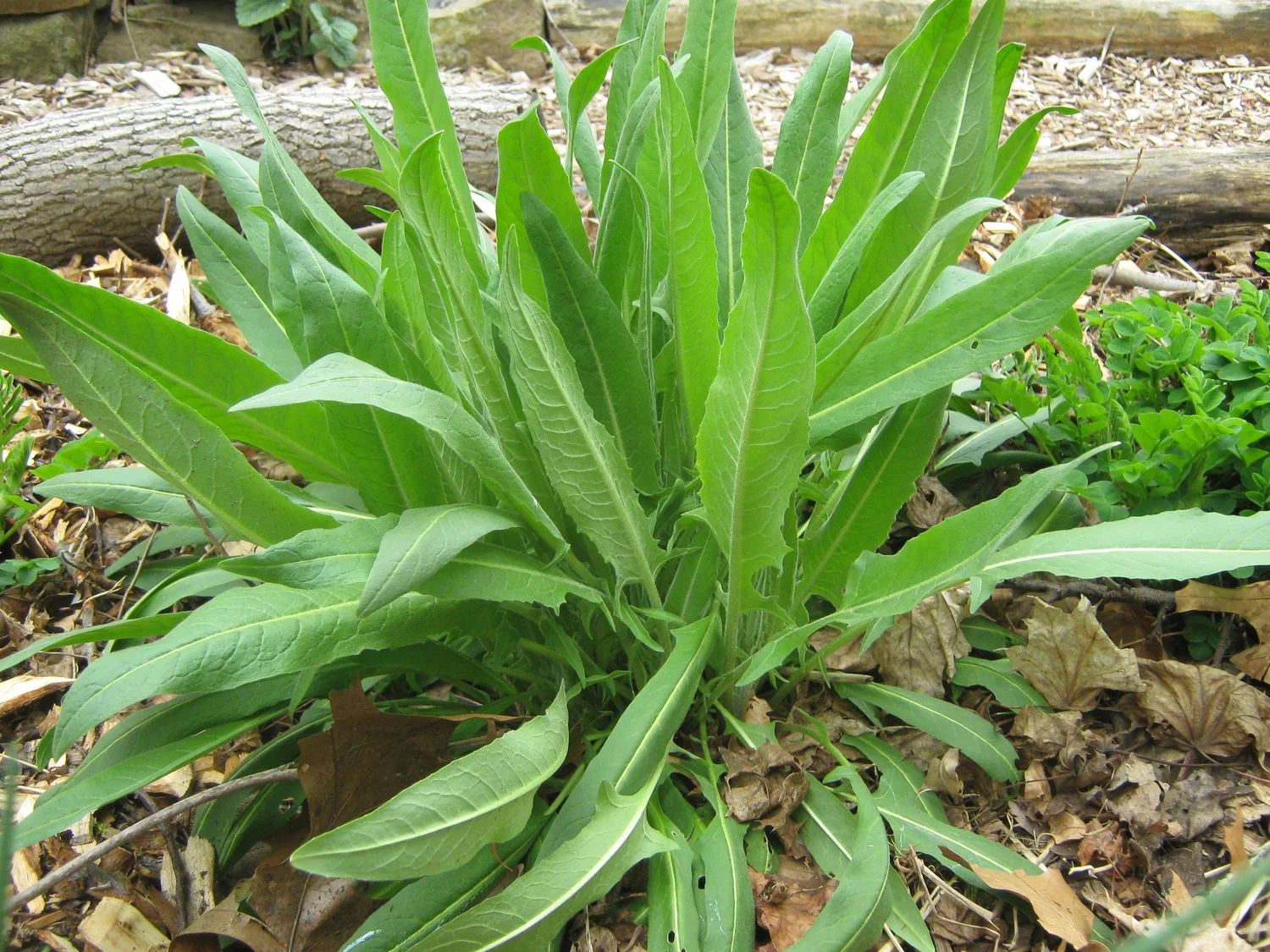 Turkish Rocket Bunias orientalis — Food Forest Farm
