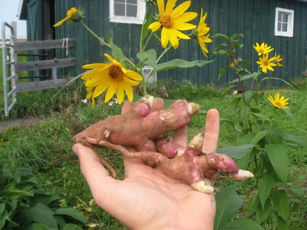 Sunchoke large handful