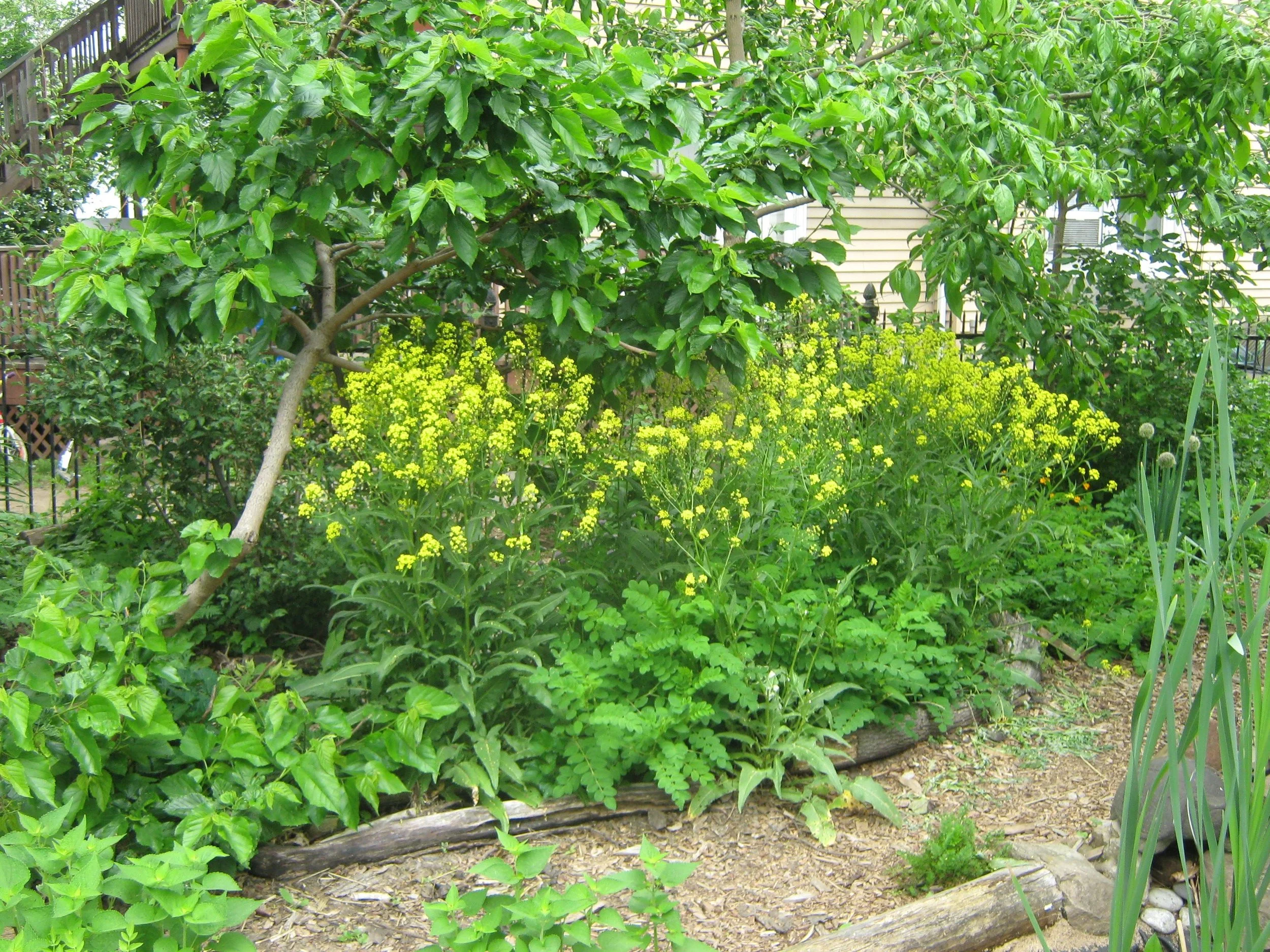 turkish rocket flower.jpg
