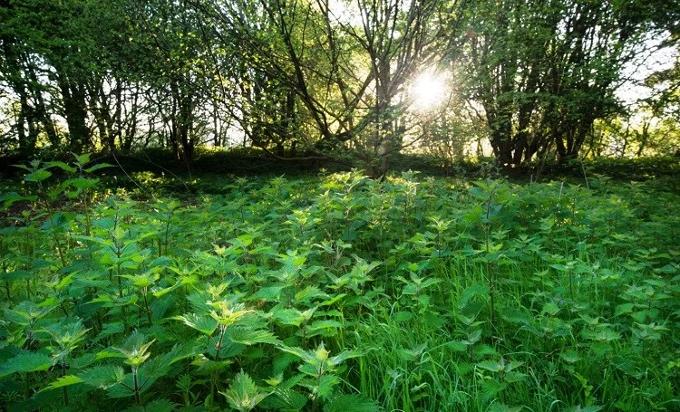 stinging-nettle2.jpg