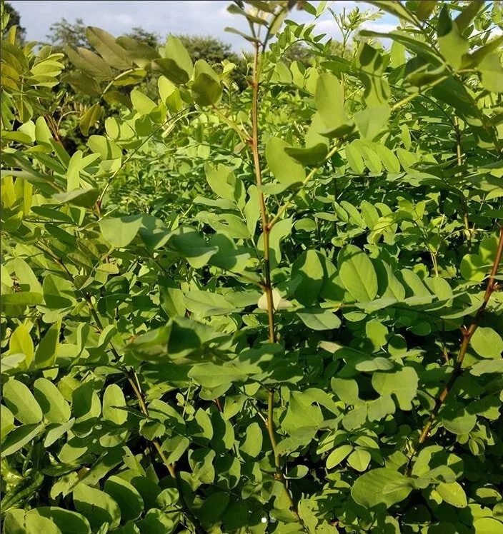 black locust seedlings.jpeg