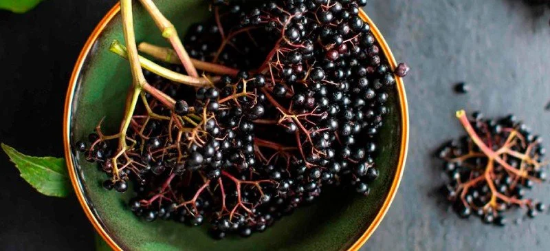 elderberry.jpg