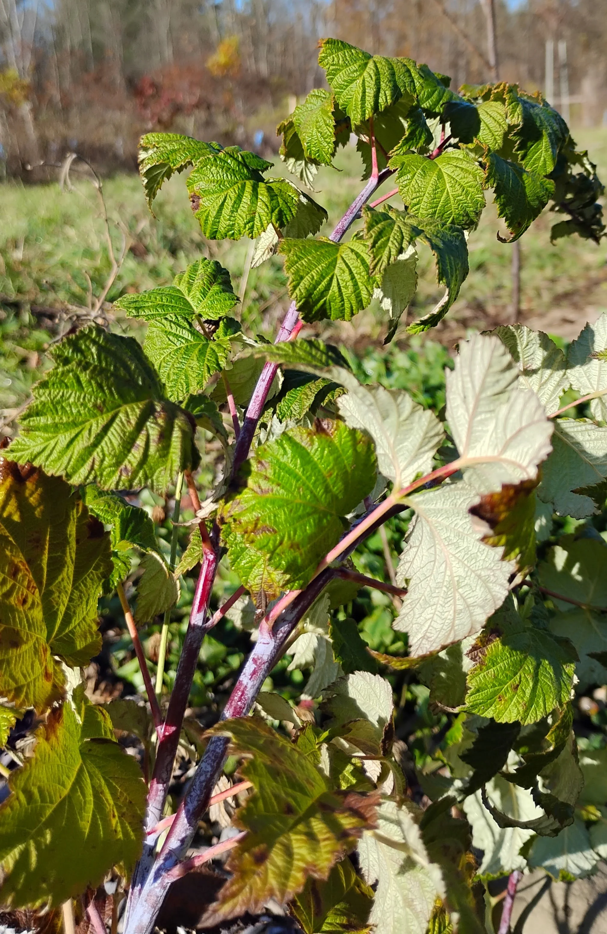 Thornless Black Raspberry