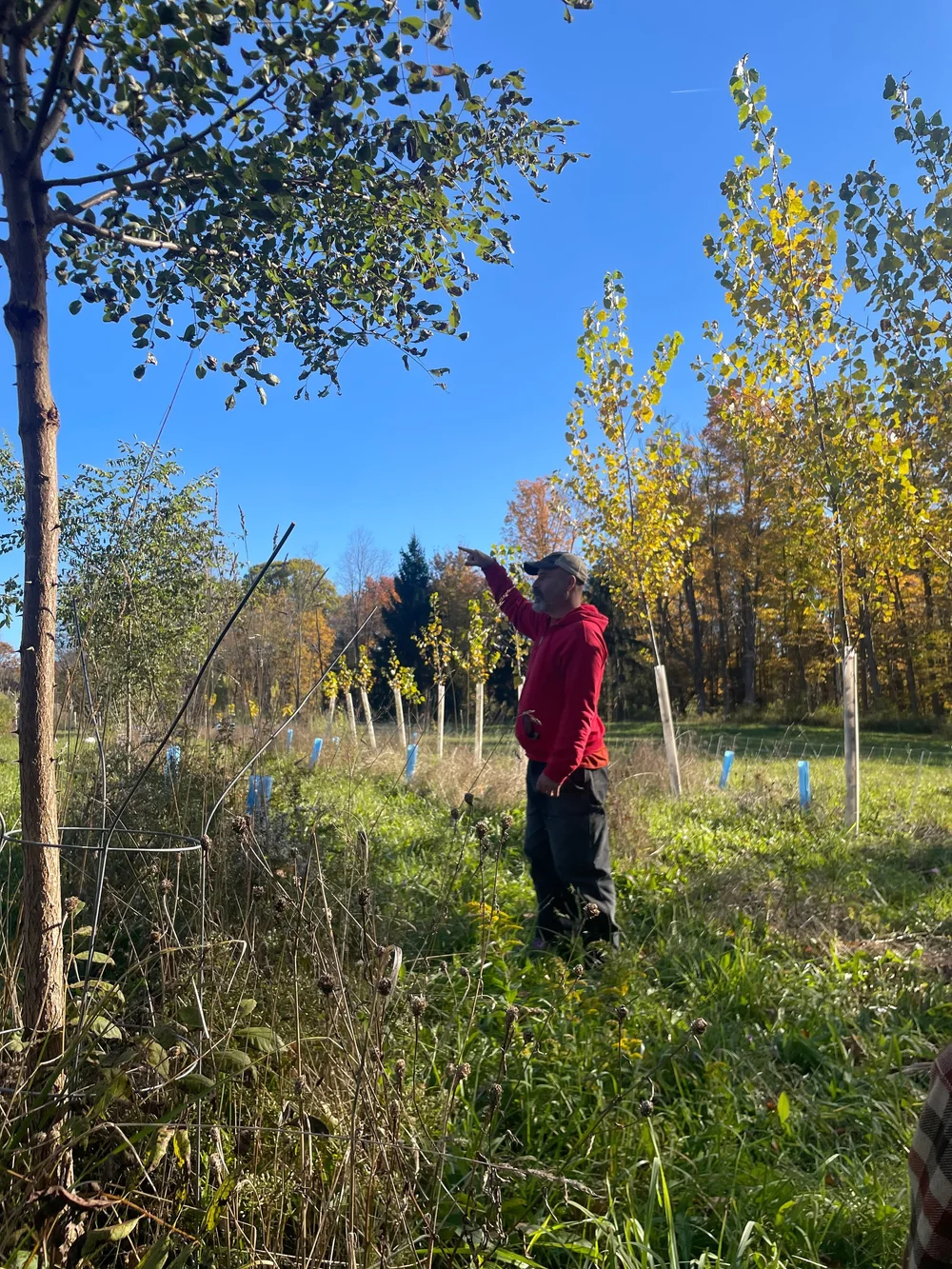 Hybrid Poplar OP-367 cuttings  Food Forest Farm