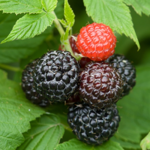 blackraspberry.png